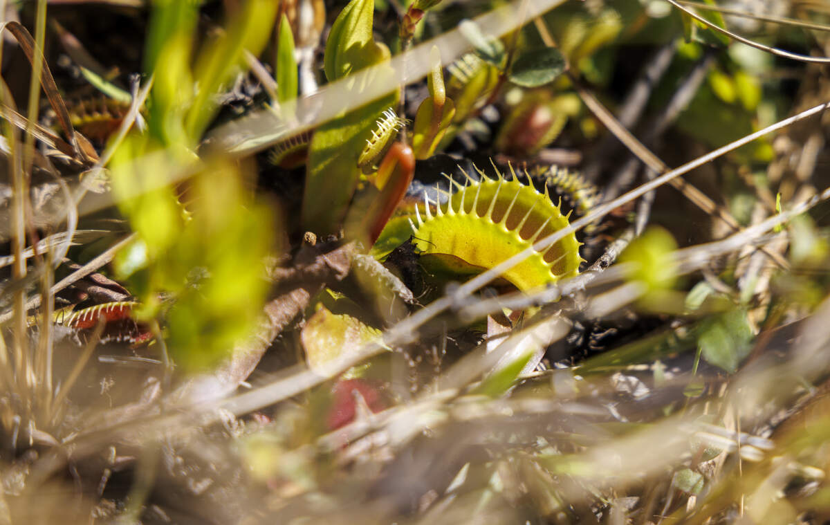 The Lewis Ocean Bay Heritage Preserve near Myrtle Beach, SC, is one of few places in the world where the Venus flytrap grows natively. April 10, 2026.