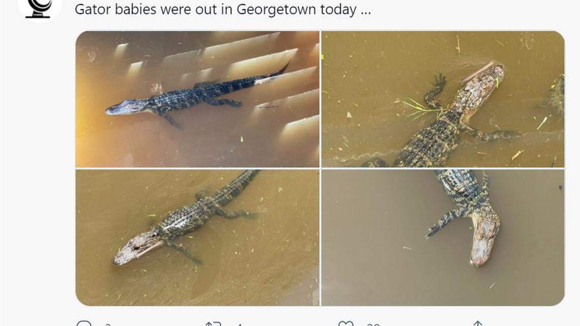 Young alligators spotted on Grand Strand. Why you might see some baby gators soon