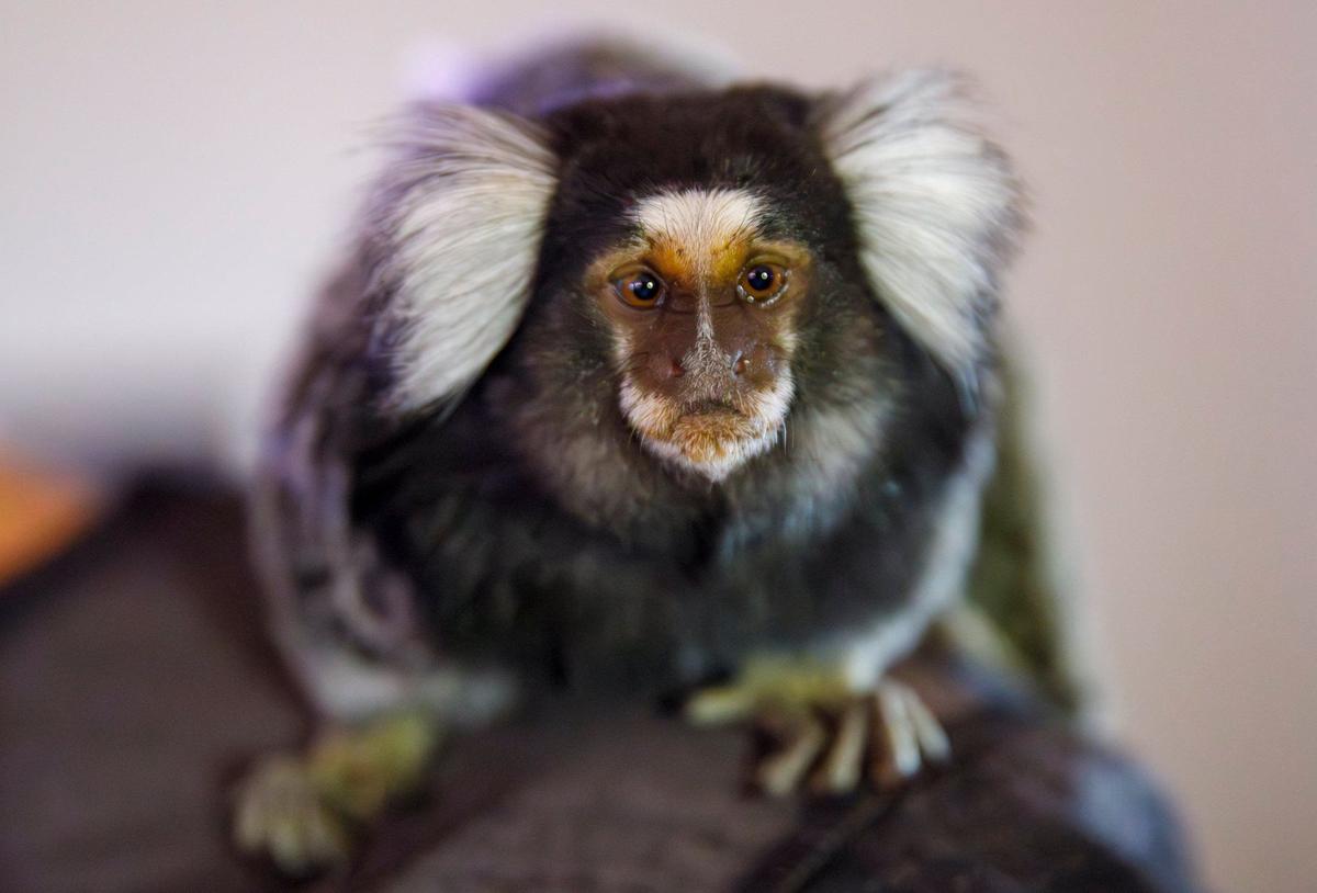 A marmoset monkey named Sisco sits on Guy Cantaloupe’s shoulder. Donna Greenough Cantalupo and husband Guy Cantalupo hosted a monkey play date at their home in Longs, S.C. on Wednesday. The Cantalupos own Brenna, a vervet and Sisco, a marmoset. Oct. 9, 2024.