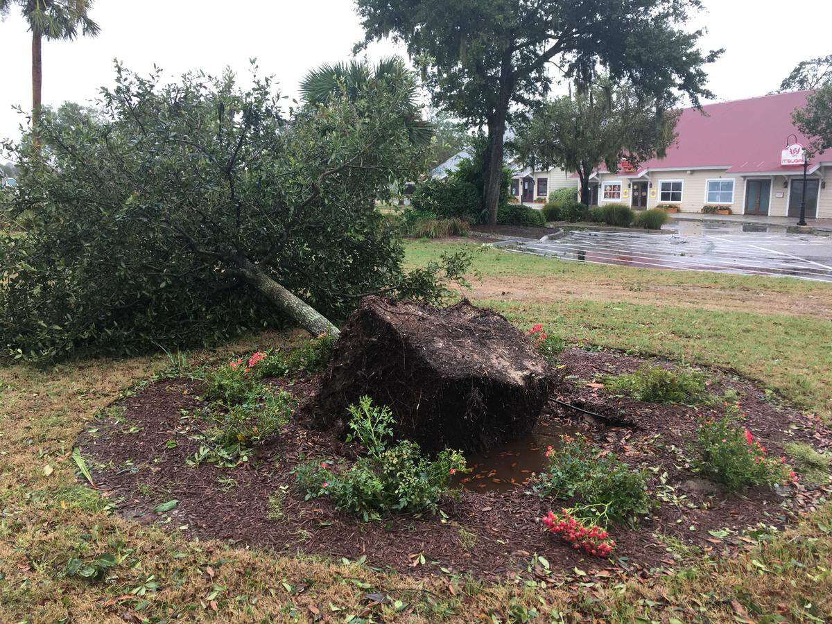 Florence downed a few trees in Barefoot Landing in North Myrtle Beach.