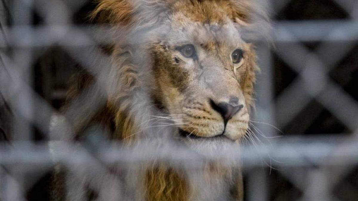 A lion looks through doubled chain length fencing at the Waccatee Zoo in Socastee in October 2016. The zoo staff are preparing for Hurricane Matthew and plan to stay throughout the storm to care for the animals according to zoo owner Kathleen Futrell. Futrell said she felt confident the animals were well-contained and said the zoo has weathered many storms for over 20 years.