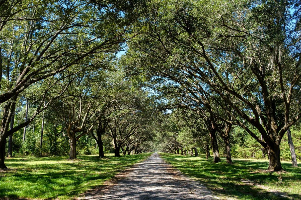 Hasty Point, a historic rice plantation in Georgetown County is one of the sites that managers of the Waccamaw River National Wildlife Refuge hope to acquire for use in educational programs. The site connects the Plantersville Scenic Byway to the Great Pee Dee River. Sept. 19, 2019.