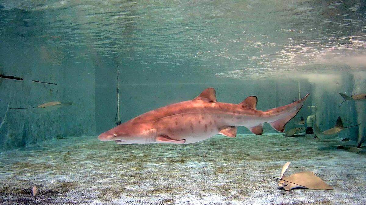 Rip, the world’s first sand tiger shark born through artificial insemination, swims in a holding tank at Ripley’s Aquarium of Myrtle Beach on March 31, 2022.