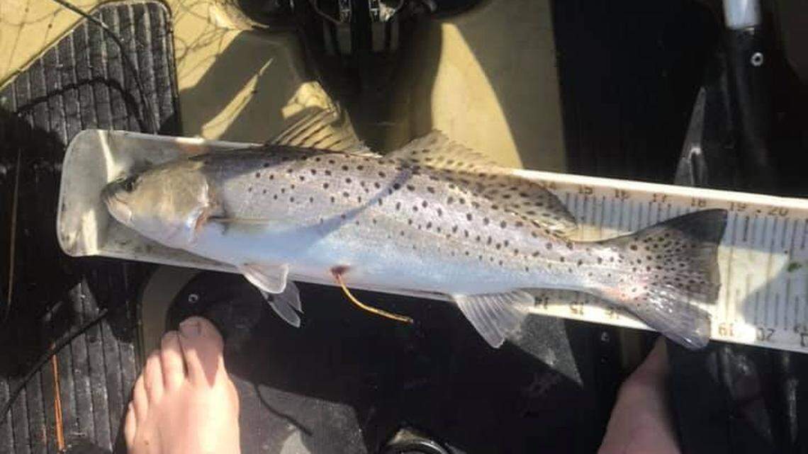 ‘A pretty unique little fish’: Spotted seatrout found in Murrells Inlet took unusual path