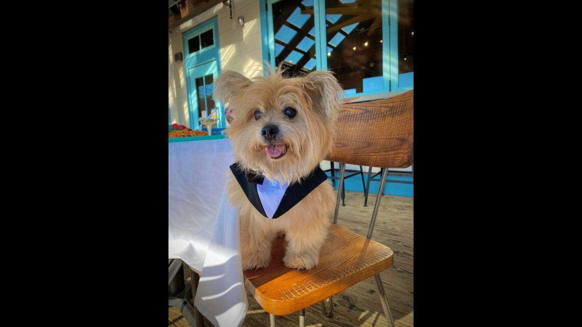 Teddy Bear spent the last days of his life exploring South Carolina attractions, officials said.