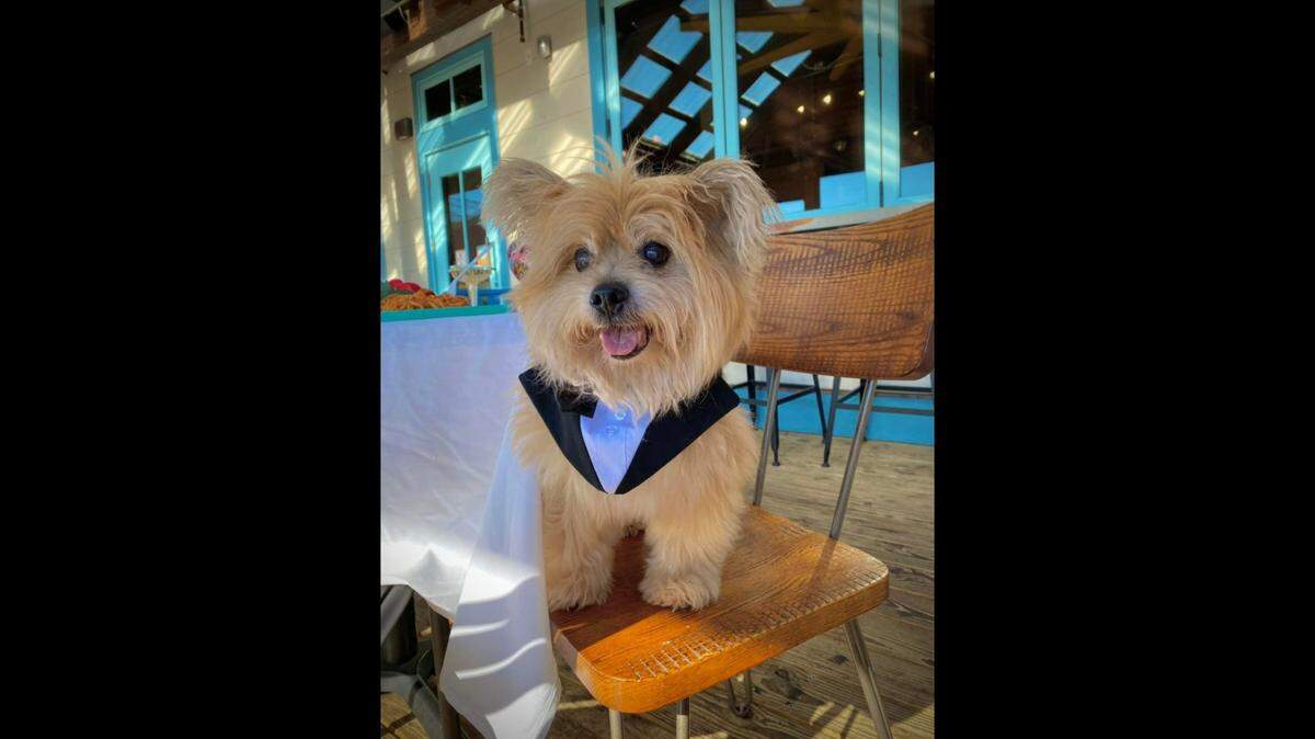 Teddy Bear spent the last days of his life exploring South Carolina attractions, officials said.