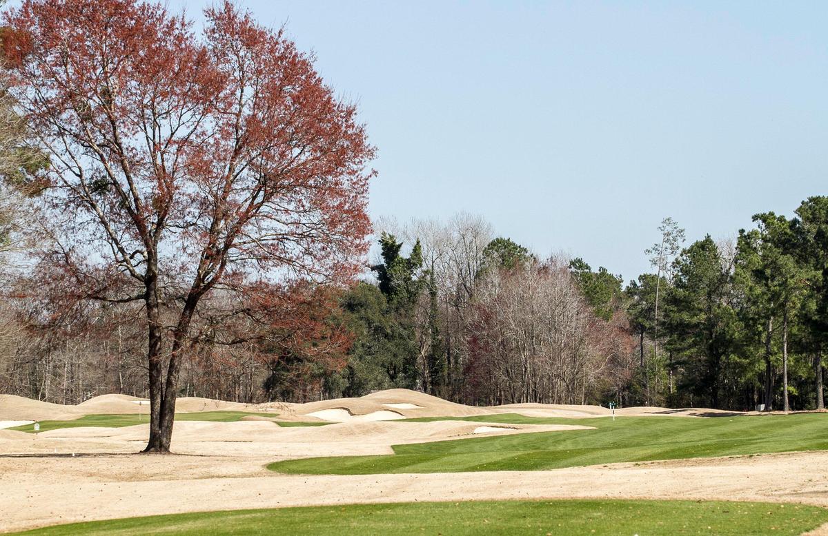 Long Bay Club, a Jack Nicklaus design off Highway 9 in Longs, has let Bermuda rough go dormant in the winter and spring but is one of 11 Founders Group International’s courses overseeding wall-to-wall this year.