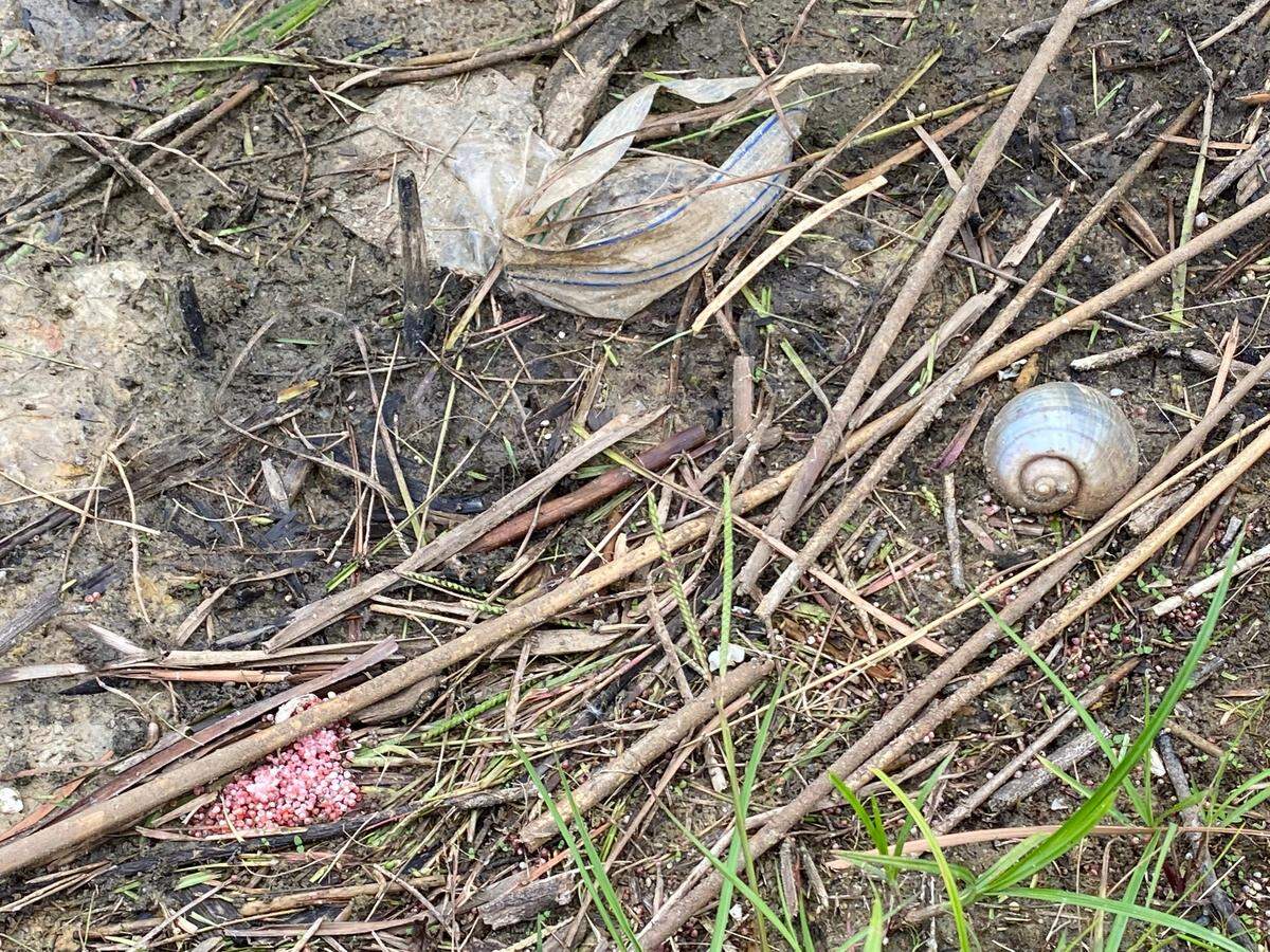 An apple snail shell, and apple snail eggs, can be seen on the edge of a Socastee pond.