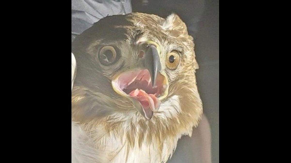 MBFD crews rescued this hawk Saturday night from a net at Topgolf.