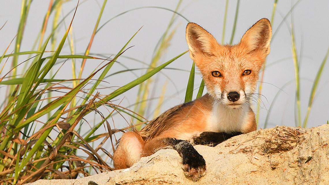 From foxes to octopuses, a guide to strange animal sightings along the Myrtle Beach coast