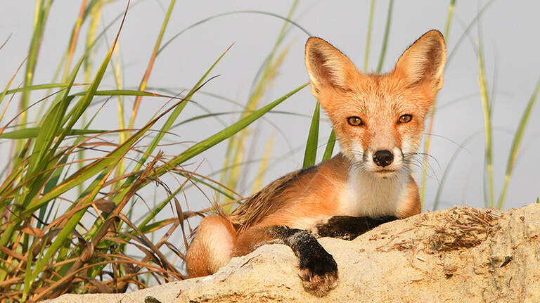 If you think a fox has rabies in the Myrtle Beach area, do this before calling 911