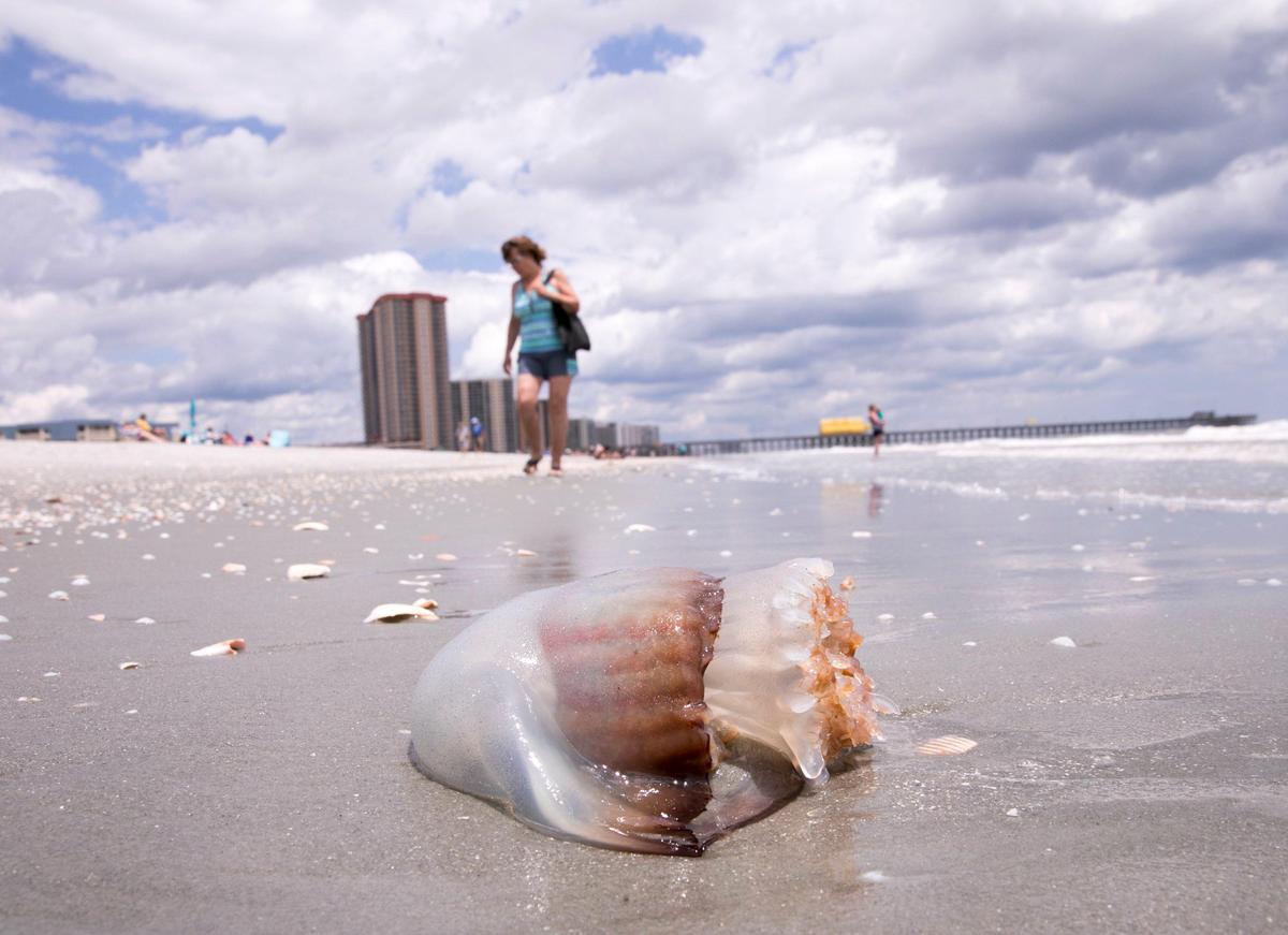 Cannonball jellyfish wash ashore after days of onshore winds and current. Cannonball jellyfish are usually harmless to humans. May 13, 2019.