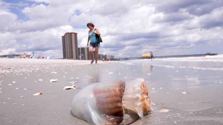 Here’s what to do if you find a jellyfish, starfish or octopus on a SC beach, DNR expert says