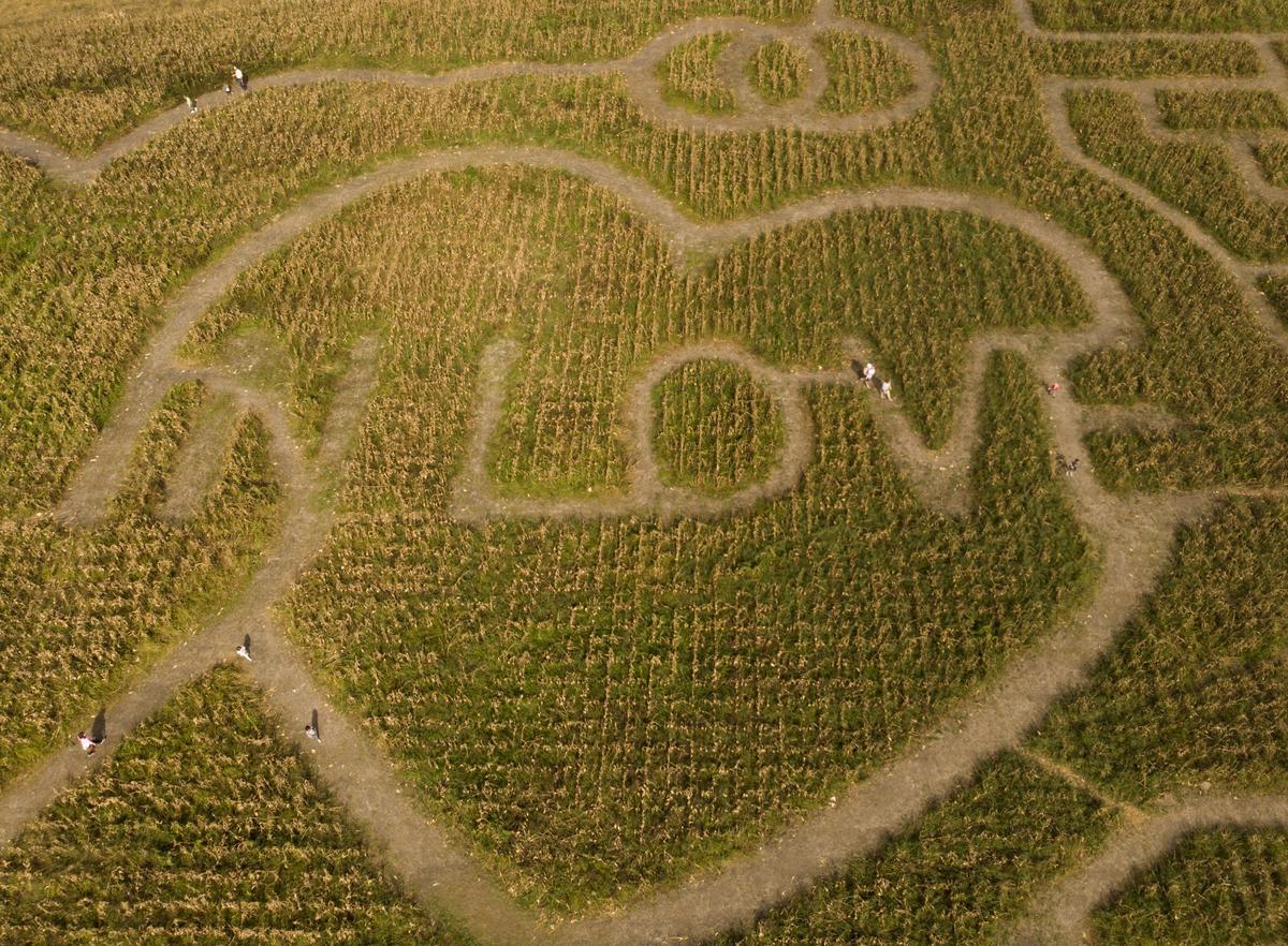 Families navigate a corn maze at Thompson Farm, one of many venues hosting events along the Grand Strand to experience the season. Oct. 23, 2018.