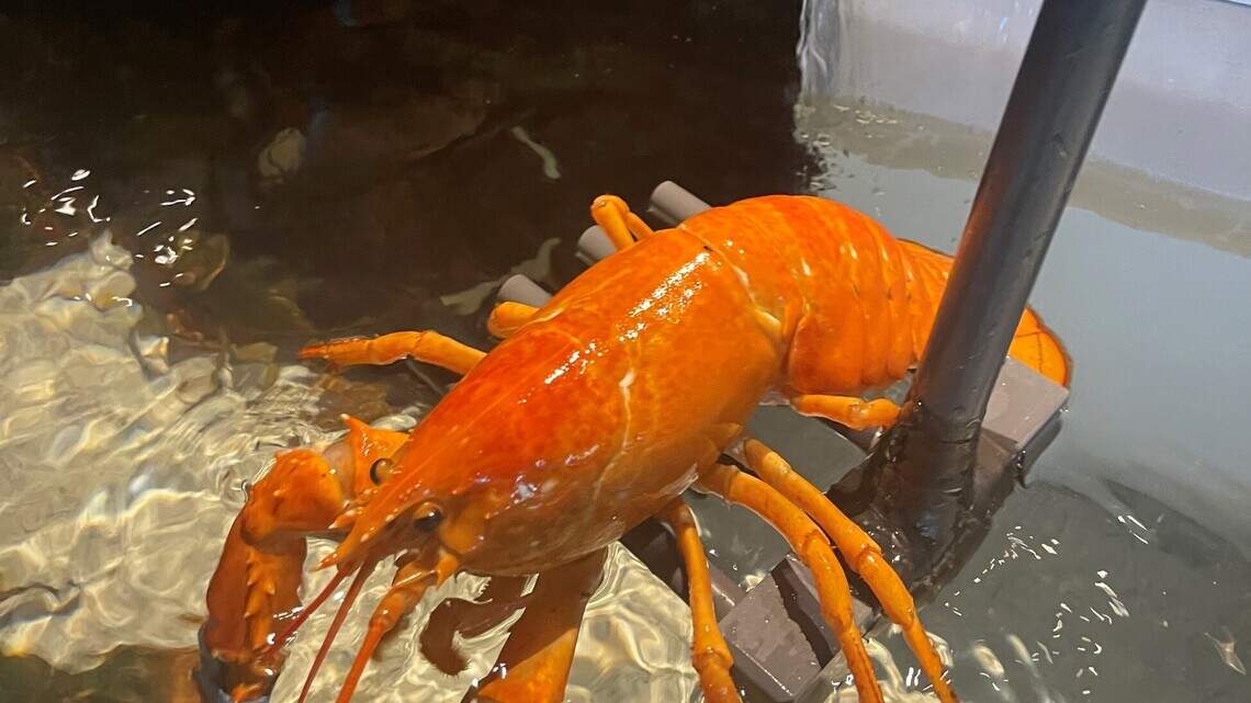 Wrong color? Florida Red Lobster donates orange lobster to Myrtle Beach Ripley’s Aquarium