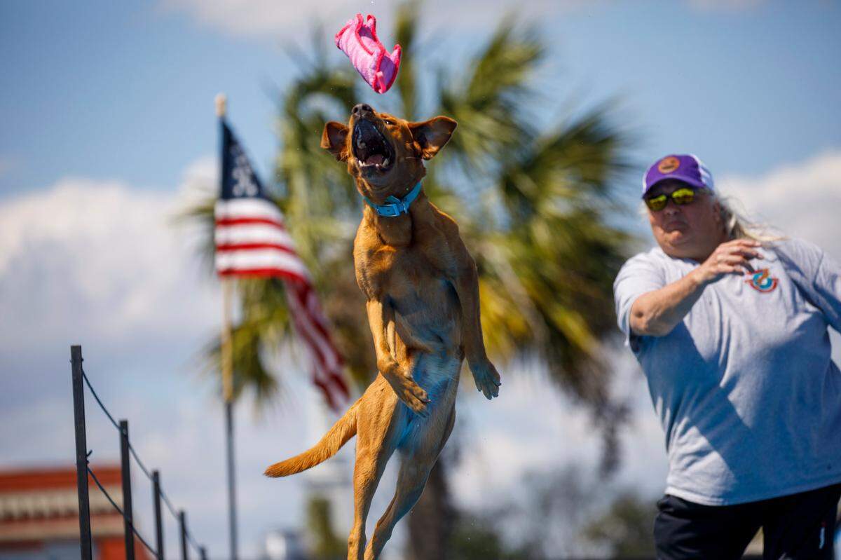 Laurie Uebelhoer tosses a toy for her yellow lab “Althea May”. High flying dock dogs competed in the first round of competition on Friday to kick off the Waccamaw Sportsmen’s Expo. Waccamaw Outfitters and Conway Downtown Alive are teaming up to host the event which focuses on outdoor lifestyle activities along the Waccamaw River. March 25, 2022.
