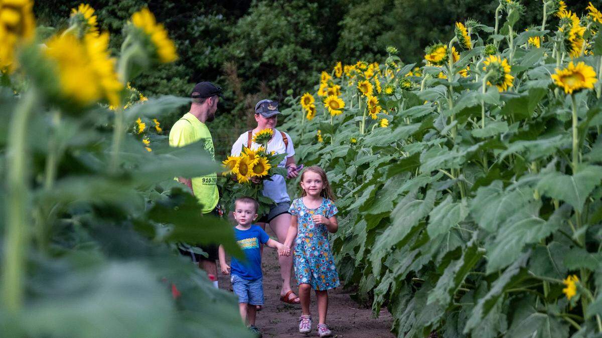 Guest pick their own sunflowers at Southern Palmetto Farms near Aynor, S.C. The farm is hosting a three day sunflower festival this weekend. July 8, 2022.