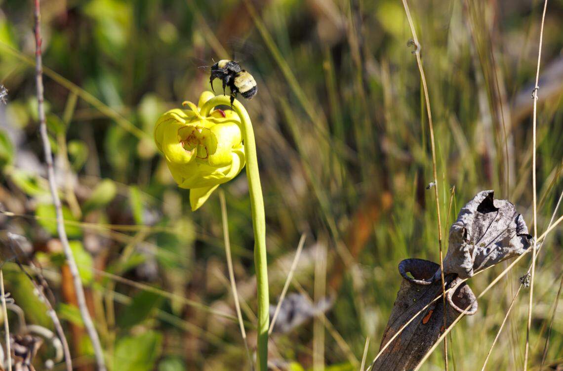 A bee lands on the flower of a pitcher plant in the Lewis Ocean Bay Heritage Preserve. April 10, 2026.