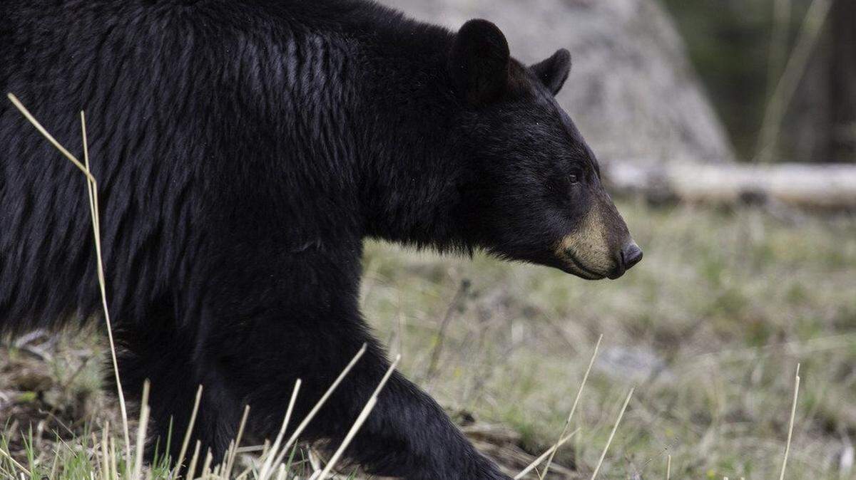 Black bears are more frequently spotted near Myrtle Beach searching for food in the spring. 