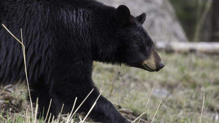 Black bears are out in Myrtle Beach area and they’re hungry. What to do if you see one