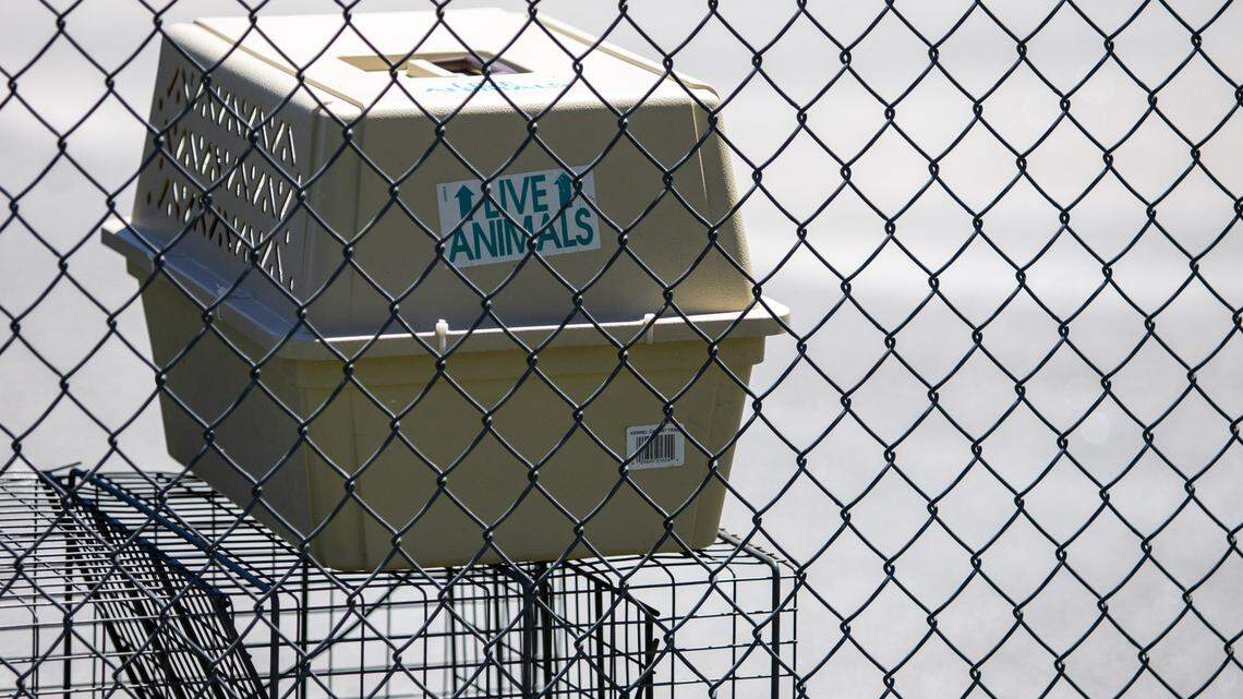 Shelter dog named Beau Dacious bites woman at restaurant adoption event, suit says