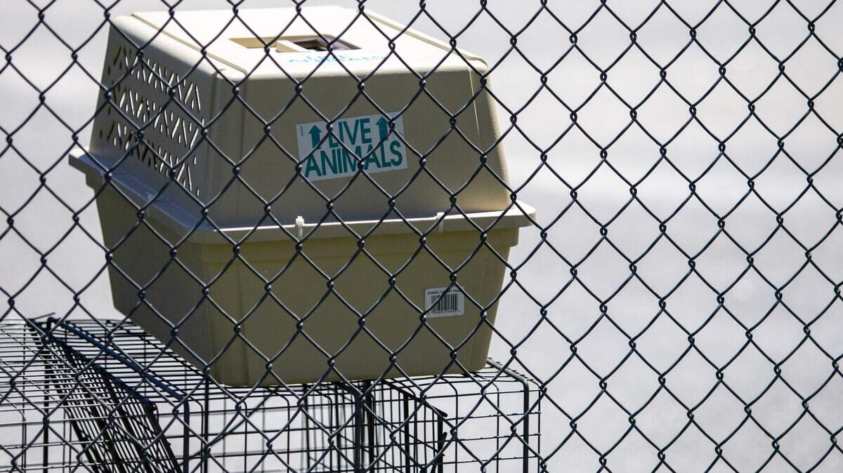 A transport crate sits behind a fence at the Horry County Animal Control Center in Conway.
