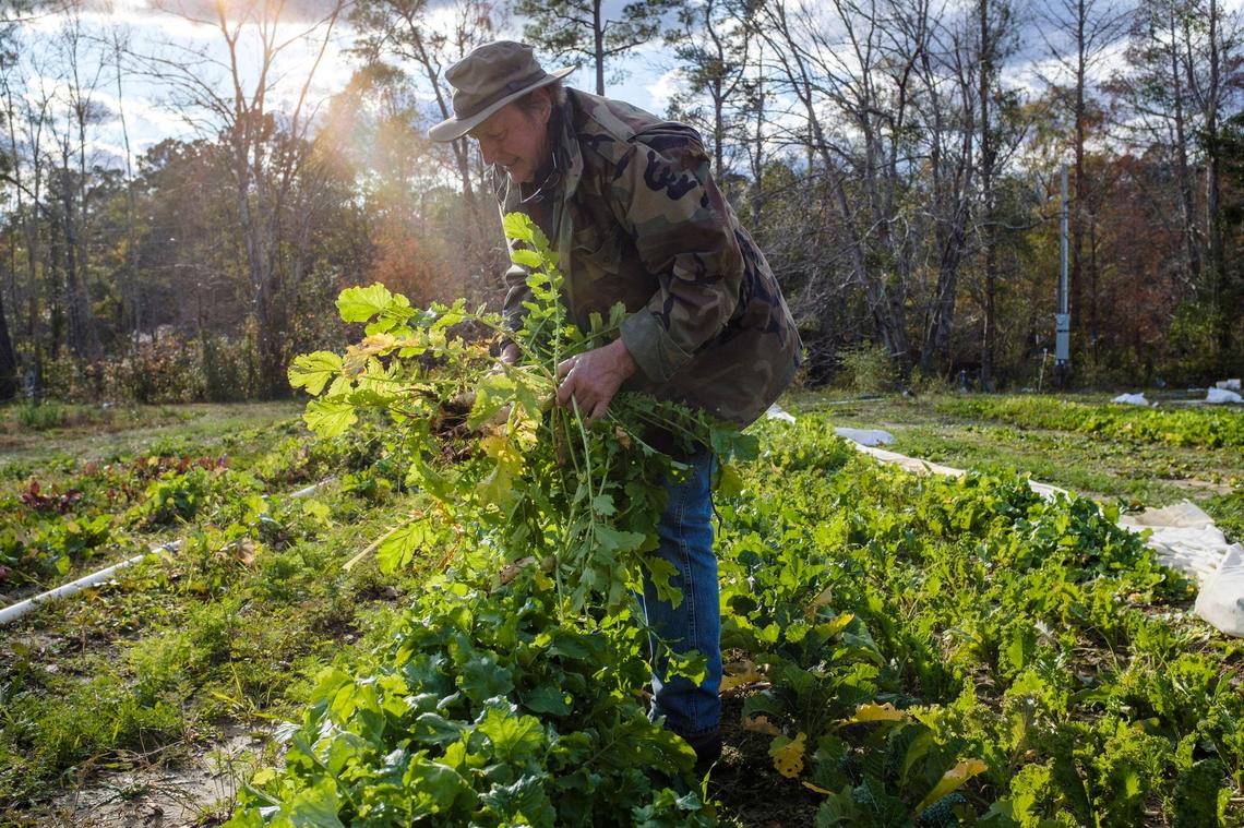 Sam Bellamy pulls radishes from the soil of Indigo Farms. His property straddles the North and South Carolina line in the path of several of the proposed routes for the Highway 31 north expansion. Sam Bellamy and his daughter Sallie Lun are speaking out about their concerns for the future of their multi-generational farm. Tuesday, December 2, 2019.