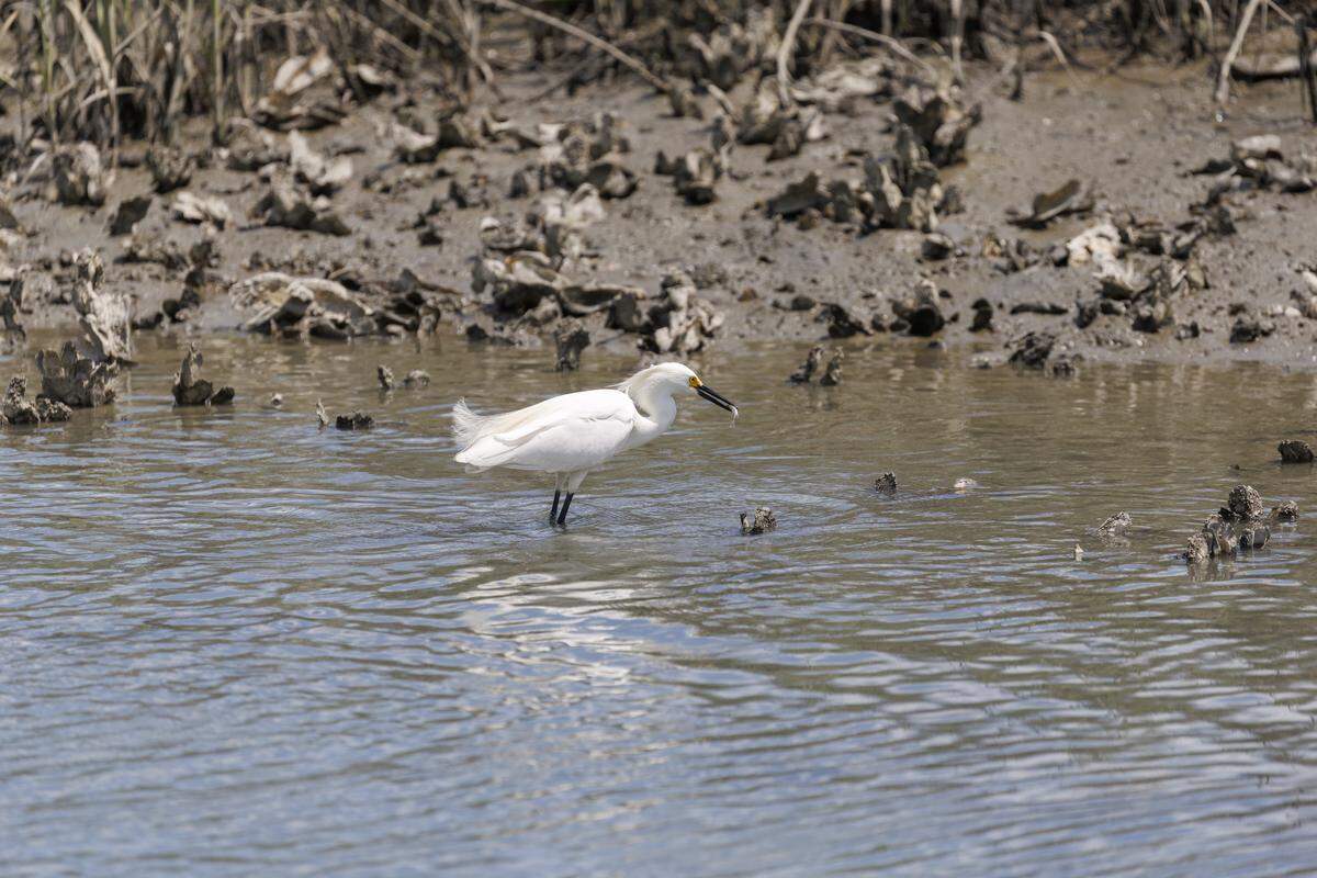 On May 22, an egret fishes during low tide in Murrells Inlet where much of the area’s shallow estuary is exposed.  Estuaries are among the most biologically productive ecosystems and serve as vital nurseries where many marine species begin their lives.