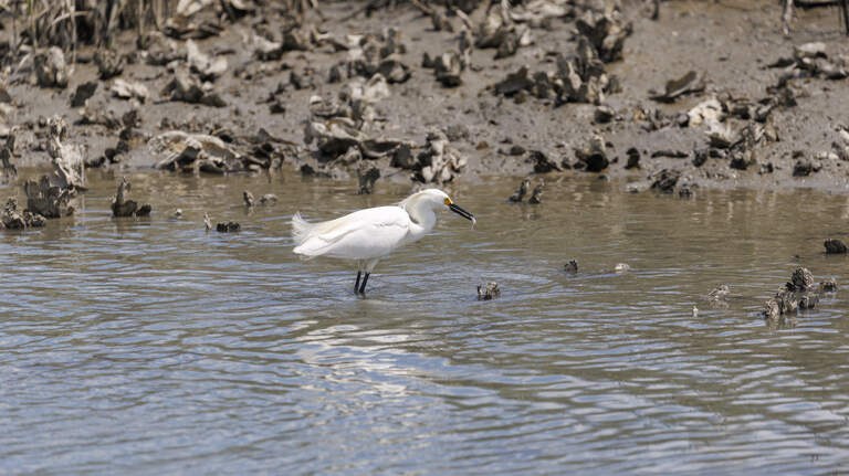 Murrells Inlet’s ‘abundant’ oysters at risk from controversial dredge plan