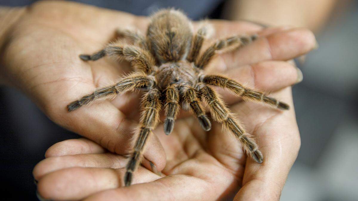 No tarantulas were entered into our MS Coast unique pet contest, but we do have 10 very good boys and girls to choose from.