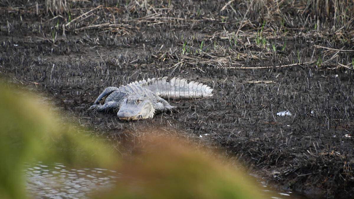 South Carolina Department of Natural Resources posted on Facebook about being aware of alligators this time of year, which are soaking up the sun in order to warm up for mating season.