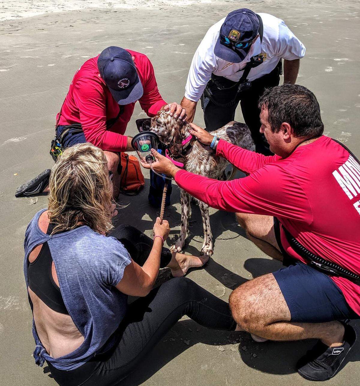 Pawleys Island police and Midway Fire Rescue personnel use a dog oxygen mask on Lucy, an English Settler who took off into the ocean for nearly a half hour Monday in Pawleys Island.