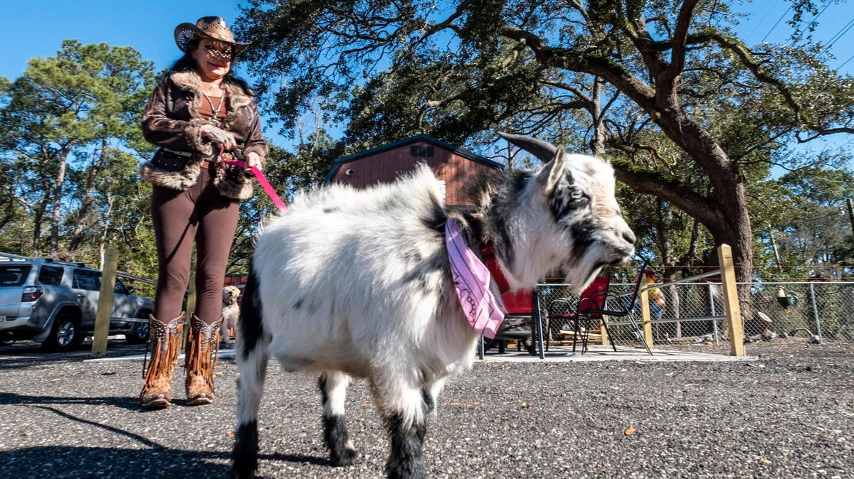Jennifer Donahue walks her pet goat “Kid Rock” at the Keep Our Pets Food Bank in Murrells Inlet. Jennifer and Bill Donahue established the Keep Our Pets Food Bank 501c3 charity in 2012. The nonprofit, which has established a new location at 652 Belair Avenue in Murrells Inlet, distributes about 36,000 pounds of pet food to shelters and members of the community each month. February 14, 2023.