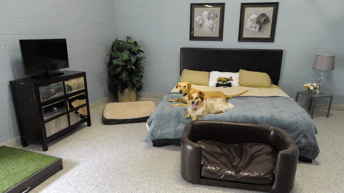 A few distinguished four-legged guests enjoy the upscale Miller Suite at Stay Pet Resort June 3, 2014 in Hanover, Md. Luxury pet boarding is becoming a popular option for people who don’t want to leave their dogs at a more standard kennel.
