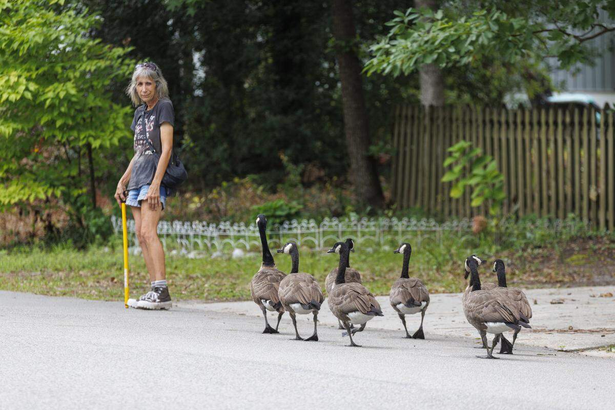Maria Pesce of Surfside Beach, SC is working to protect the geese in her community regularly escorting as many as four dozen between her home and a nearby pond in order to assure their safety.  Aug. 5, 2025.