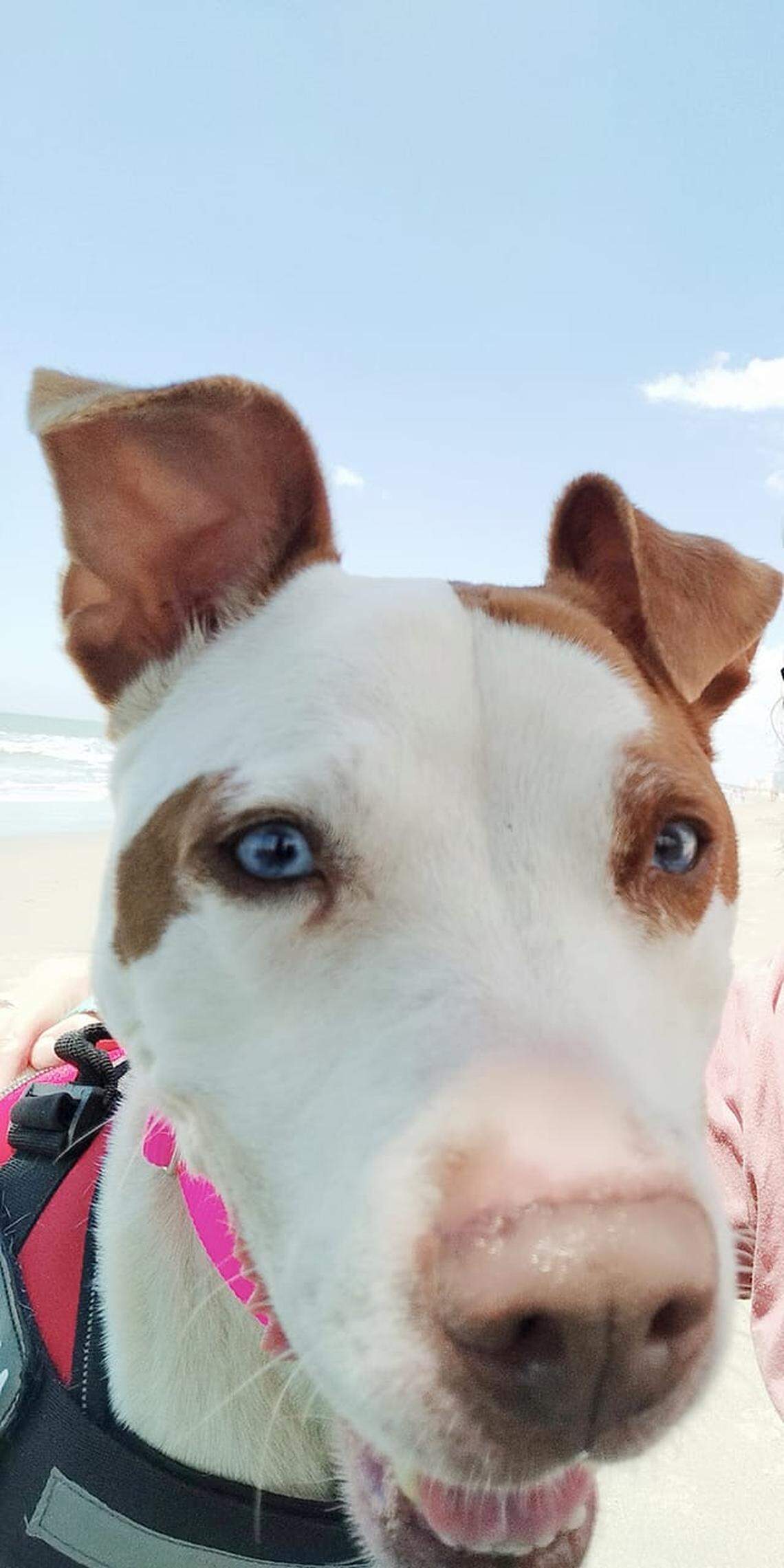 A Horry County woman is suing a Myrtle Beach-area restaurant and the Horry County Animal Care Center, claiming that she was bitten by a dog during an adoption event at the Carolina Forest bar. The dog, named Beau Dacious, is shown in this adoption photo.