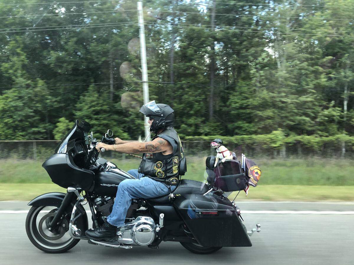 Harley Bike Week in Myrtle Beach brings even the cutest dog to town.