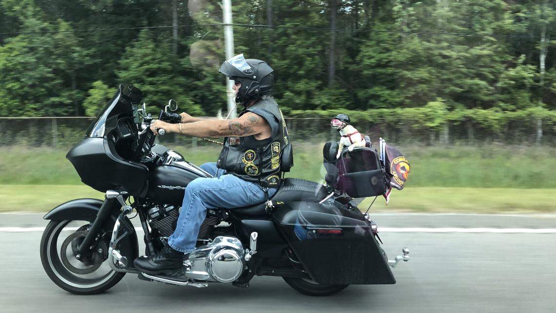 Who’s a good boy? The race for the cutest Harley Bike week passenger is over