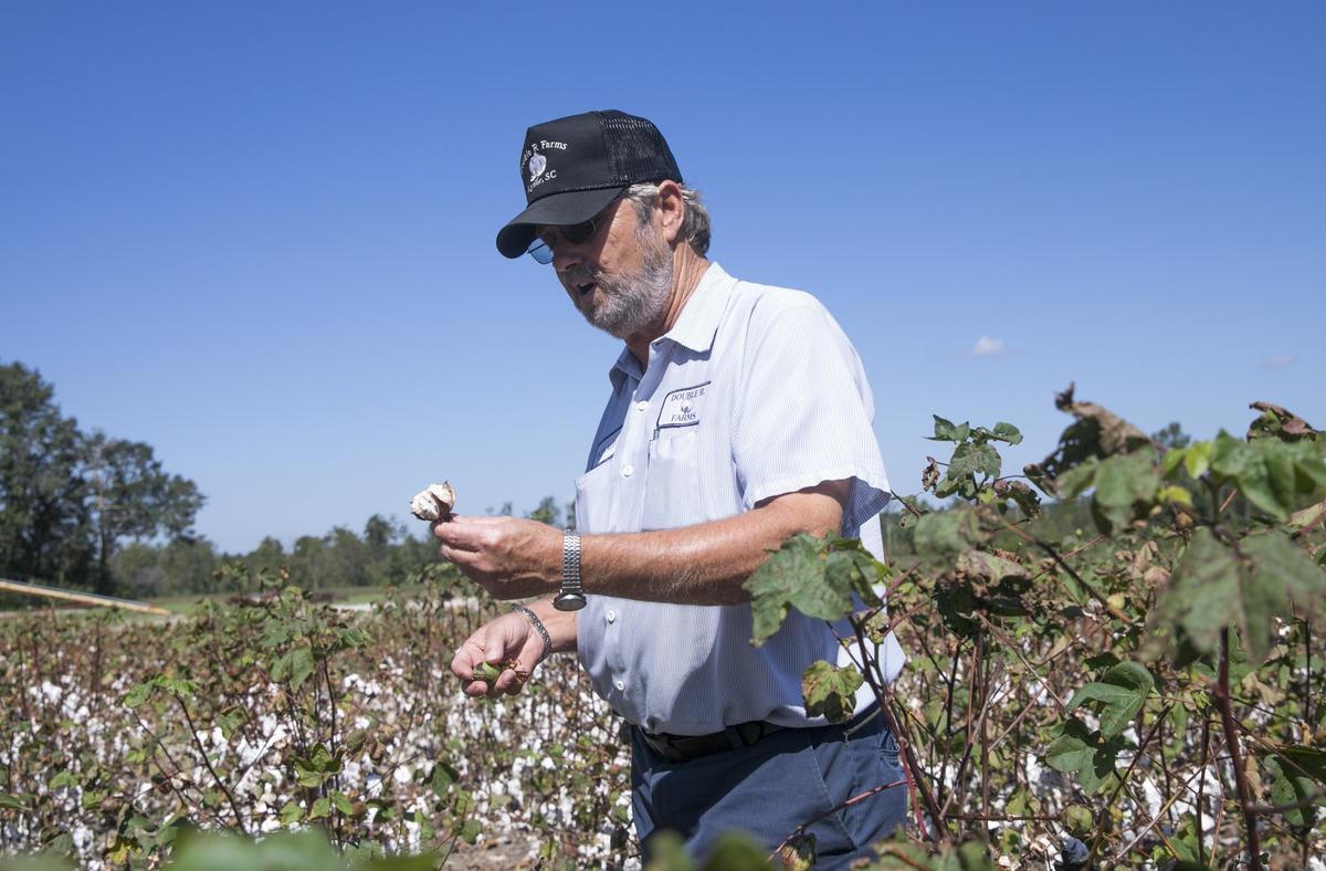 Ronald Rabon of Double R Farms looks through his damaged cotton crop estimating he might lose over 70% to rot caused by Hurricane Florence’s rains. This is the third crop loss in four years, he says many farmers will not survive without assistance from the federal government. September 19, 2018.