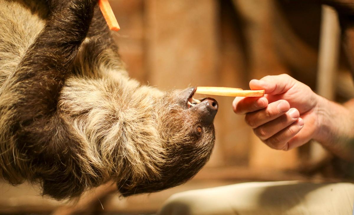 Sid, a Linnaeus's two-toed sloth hangs out at Alligator Adventure in North Myrtle Beach, SC.