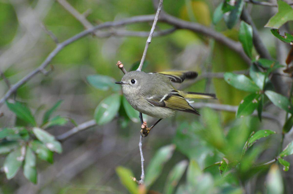 Migratory ruby-crowned kinglets can be found in South Carolina in the autumn bird watching season. Courtesy of Ann Wilson.