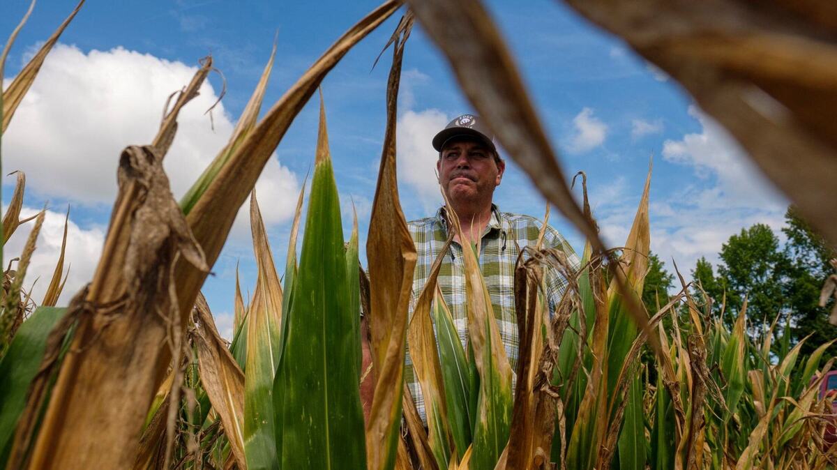 Steven Edge, of Edge Farms outside of Conway, S.C., inspects a corn crop that he said was mostly a loss due to drought conditions. Edge is hopes for rain before his other crops are lost. Horry County has received three inches less rain than usual over the past month and is in the midst of moderate to severe drought conditions according to the National Weather Service. July 9, 2024.