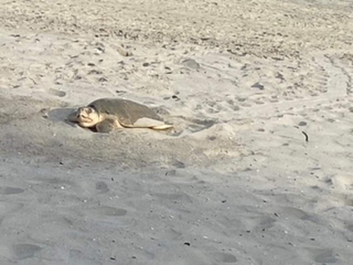 Submitted Photos. - North Myrtle Beach Sea Turtle Patrol. May 06, 2022.