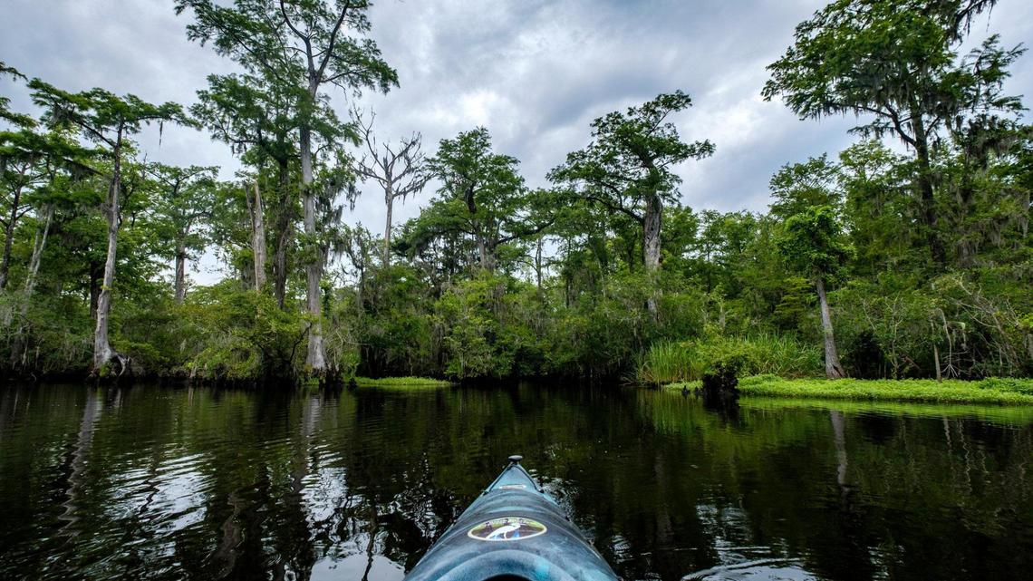 Ancient Cypress trees line the shore of the Black River in Georgetown County in the The Black Water Cypress Preserve. The Preserve is one of twelve public and private parks along the Black River Water Trail & Park network which stretches 70 miles from Kingstree, S.C. to near Georgetown, S.C. and is expected to serve as a model for the development of the first new state park in South Carolina in over twenty years. June 28, 2022.
