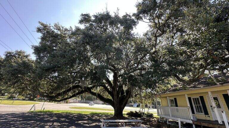This SC community saved a 200-year-old oak tree. Here’s how you can do the same