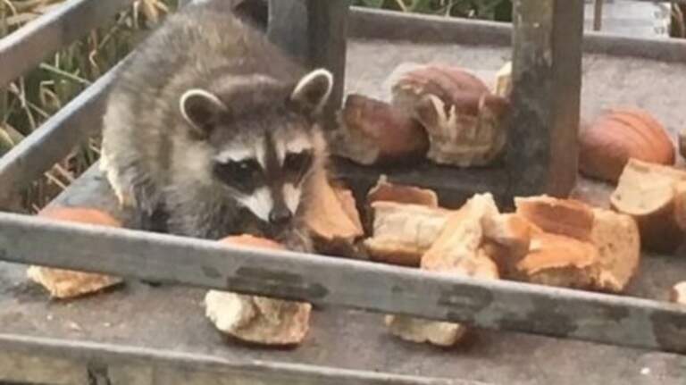 There is a restaurant in North Myrtle Beach where you feed racoons. What you need to know