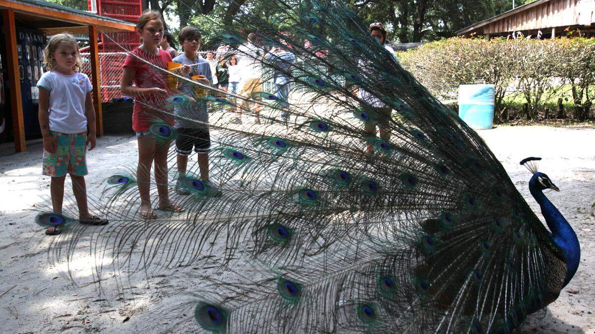 Wacatee Zoo, located in the Socastee area, is facing a lawsuit from a national animal rights group, which alleges inadequate treatment of more than 460 animals.
