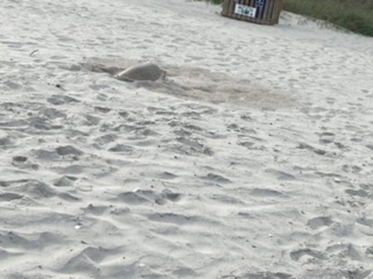 Submitted Photos. - North Myrtle Beach Sea Turtle Patrol. May 06, 2022.