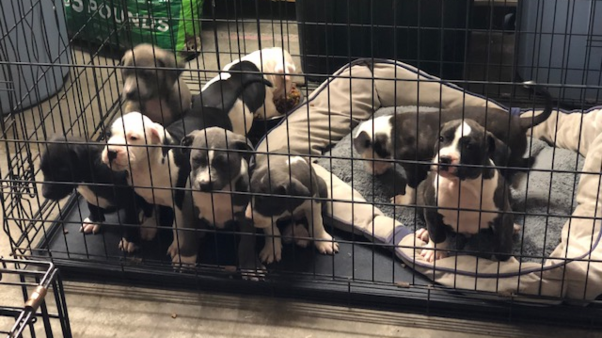 Eight pit bull puppies and their mother were rescued by Myrtle Beach Police Department after being found in a pin with feces and no food or water, a police report said.