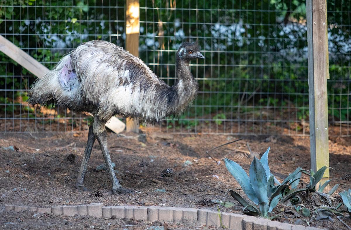 Emmitt, Snake Chaser Russell Cavender’s pet Emu, wanders around Cavender’s property Wednesday morning.